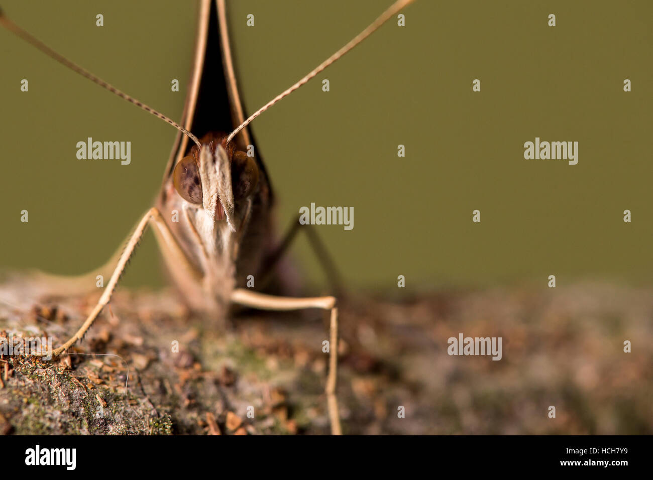 Gesicht in Nahaufnahme eines gemeinsamen Buckeye Schmetterlings zeigen Augen und Antennen mit Flügeln vollständig geschlossen Stockfoto