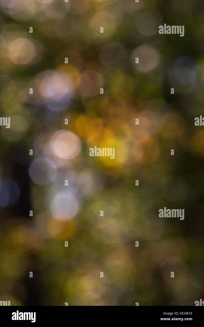 Bokeh Highlights der einen herbstlichen Wald Stockfoto