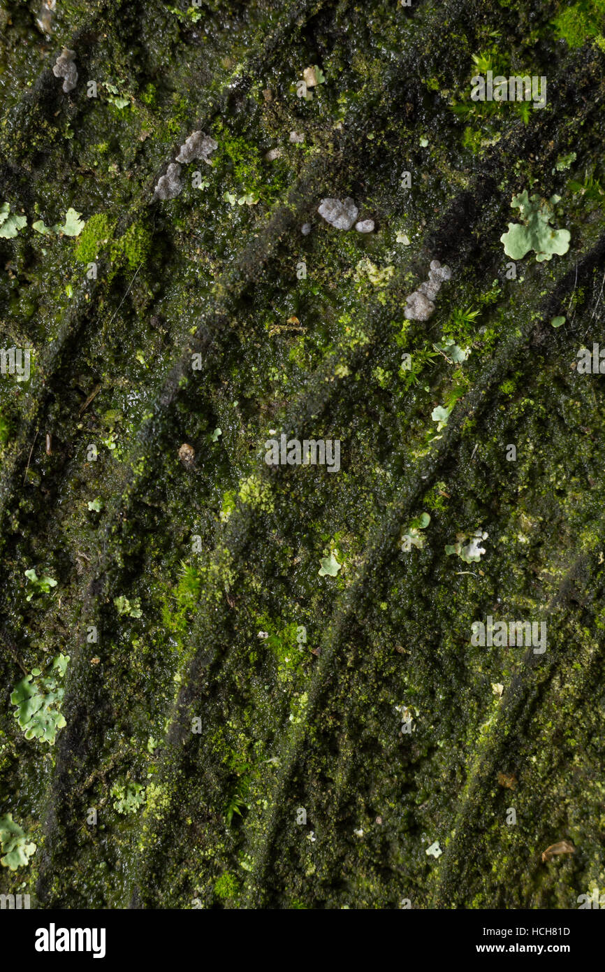 Ende des Balkens Wetter Holz mit Moos und Flechten, Baumringe zeigen Stockfoto