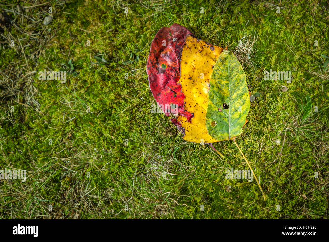 Rote, gelbe und grüne Blätter, die von den Bäumen gefallen und arrangiert auszusehen wie ein einziges großes Multi farbige Blatt auf einem moosigen Boden Stockfoto