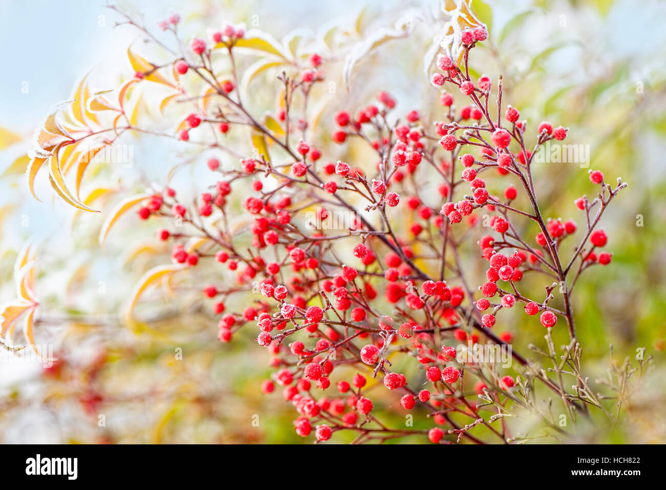 Rote Beeren von Nandina Domestica - gefrostet himmlischer Bambus Stockfoto