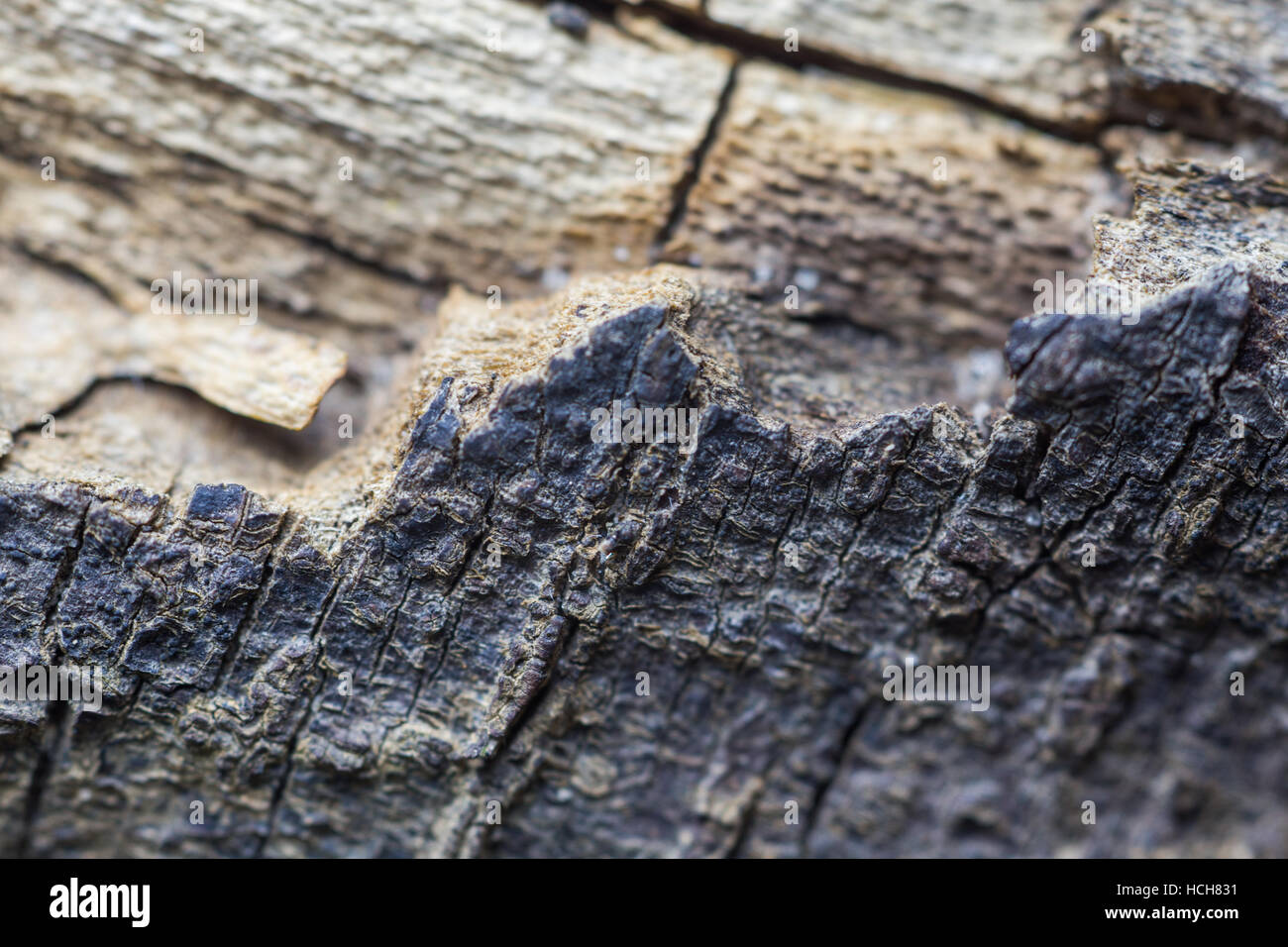 Boundry Linie waren, dass Rinde über eine Baumwurzel auszusetzen das Holz unter beschädigt wurde Stockfoto