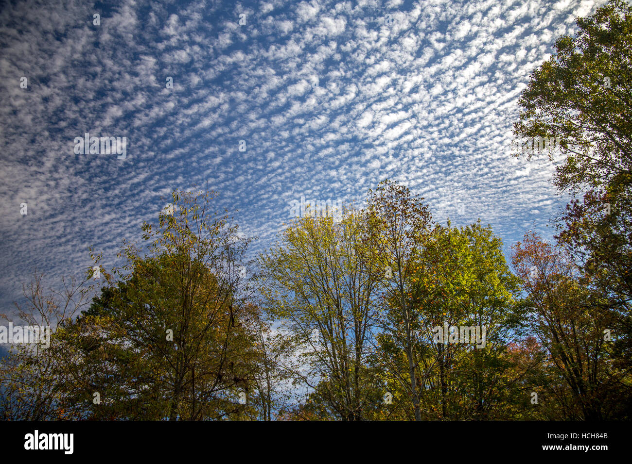 Stark strukturierte Wolken über blauen Himmel über grüne Bäume Stockfoto