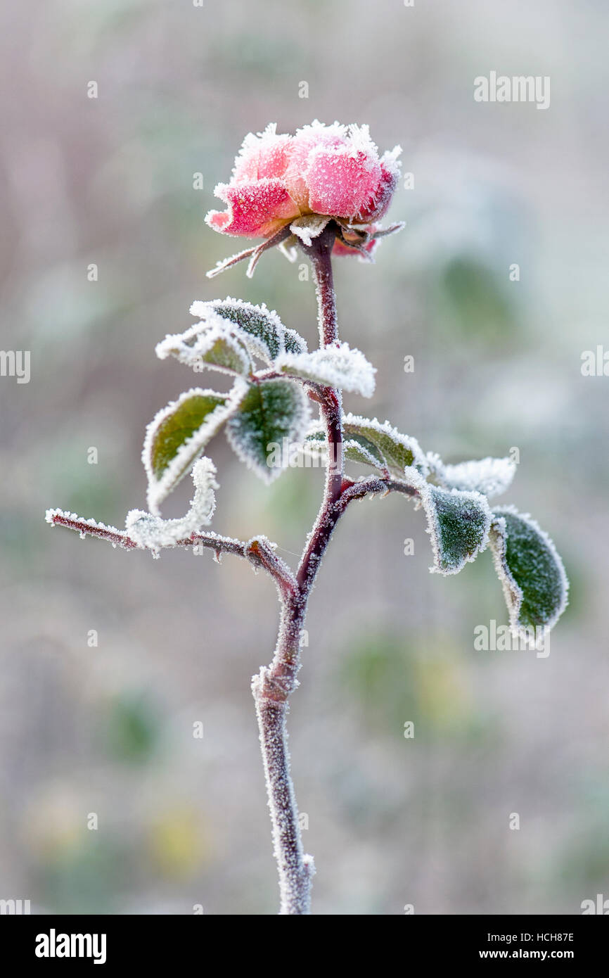 Eine rosa Rose Blume bedeckt in frost Stockfoto