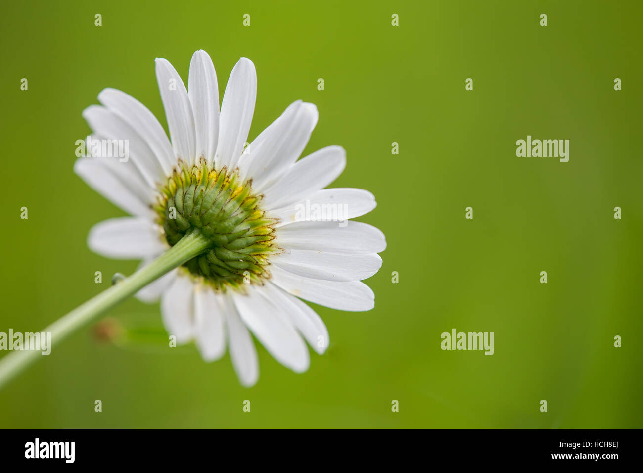 Rückansicht zeigt die Rückseite einer Daisy Blüte mit weißen Blütenblättern auf grünem Hintergrund Stockfoto