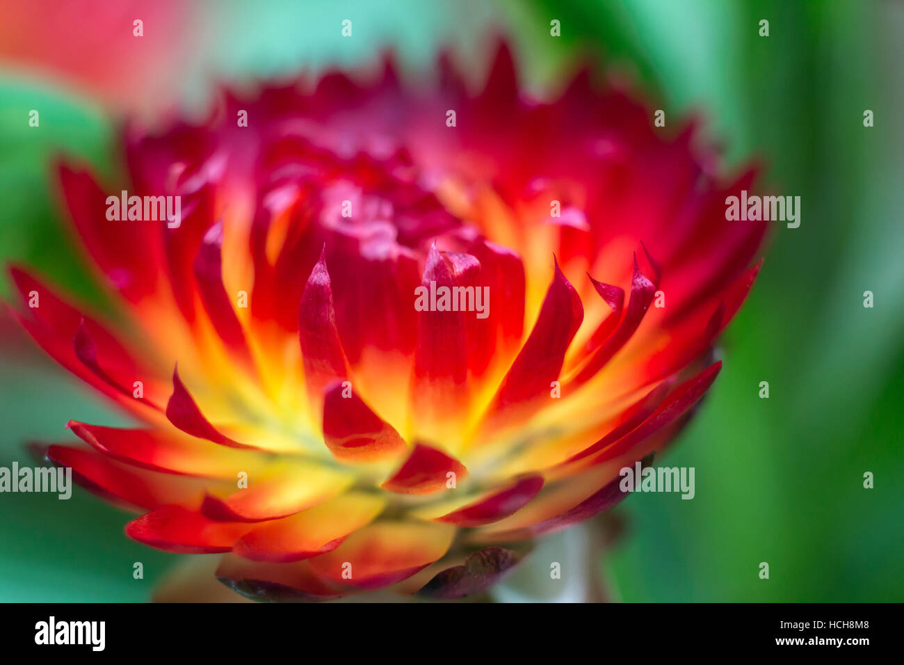 Rote Strawflower mit gelber Mitte, die mit grünem Hintergrund neu geöffnet wird Stockfoto