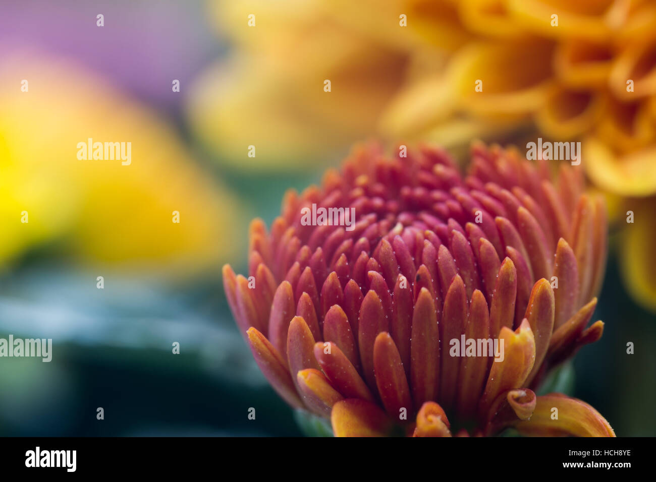 Chrysantheme Knospe beginnen zu blühen, in starker Vergrößerung Makro Stockfoto