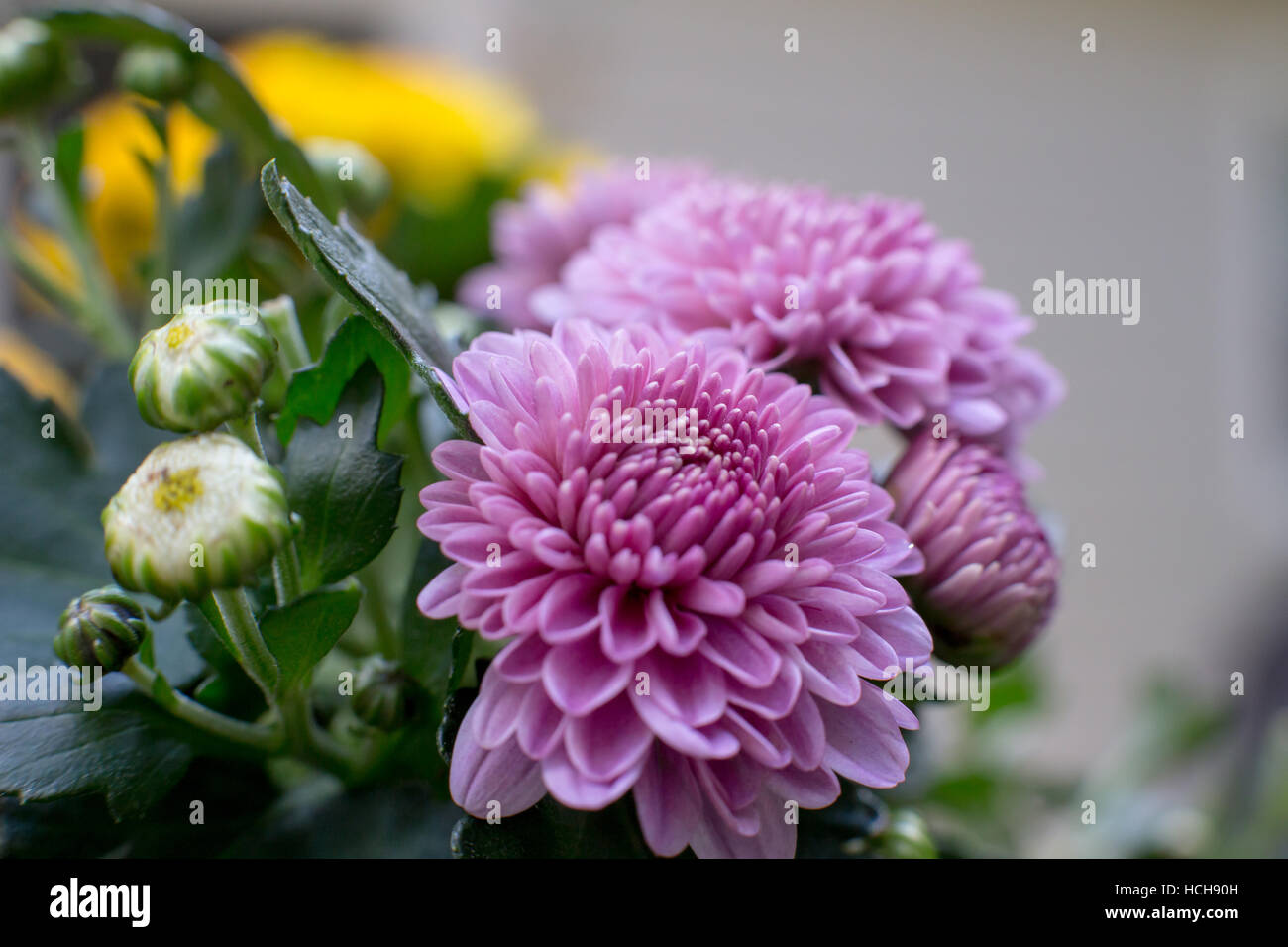 Lila Chrysanthemen-Blüten neu eröffnet mit anderen Knospen der ungeöffneten Blüten mit grünen Blättern Stockfoto