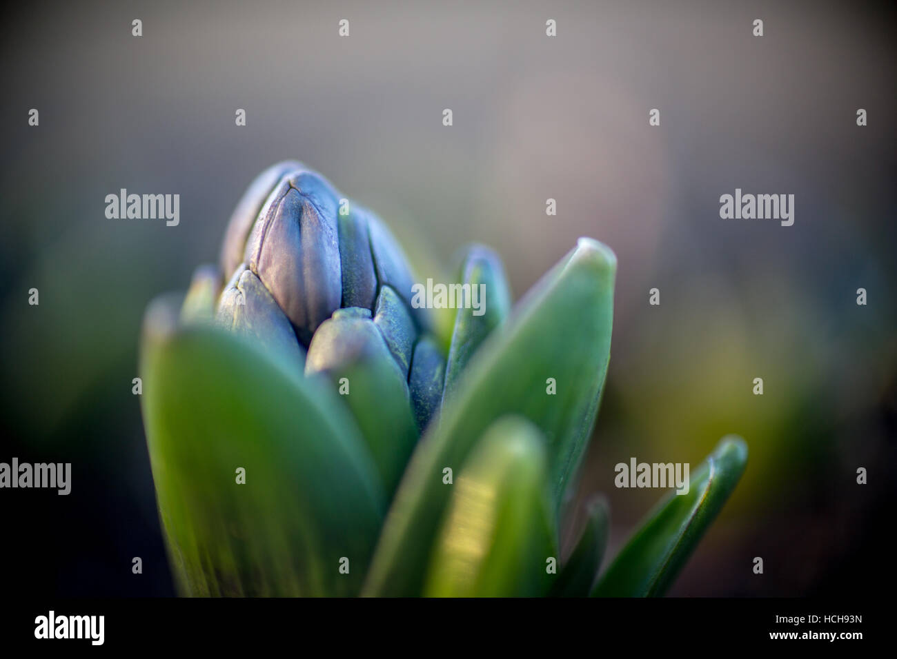 Ungeöffnete lila Blütenknospe von Seite mit grünen Blättern mit flachen Schärfentiefe und Bokeh highlights Stockfoto