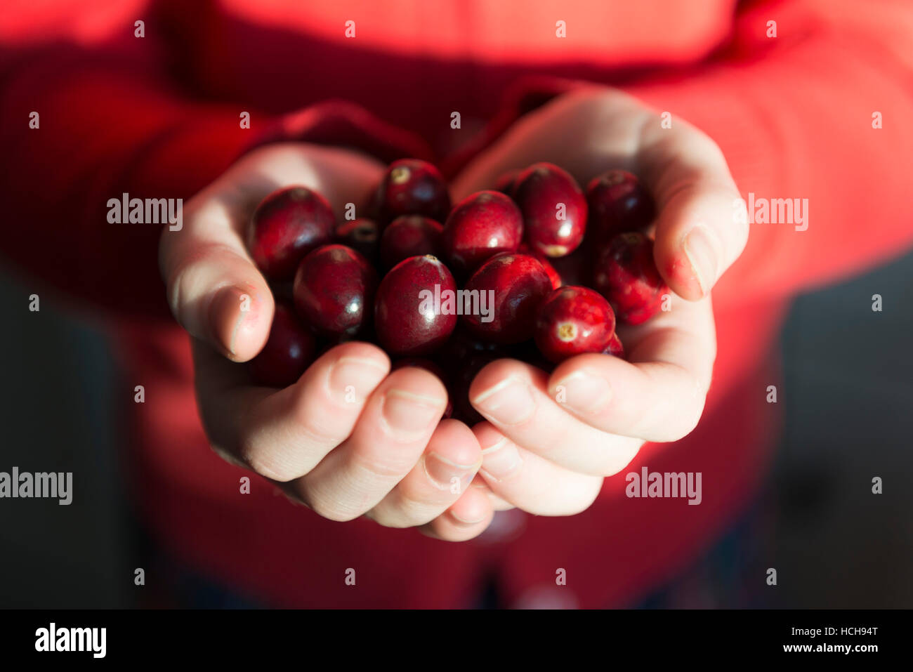 Frische Cranberries in Händen gehalten. Stockfoto