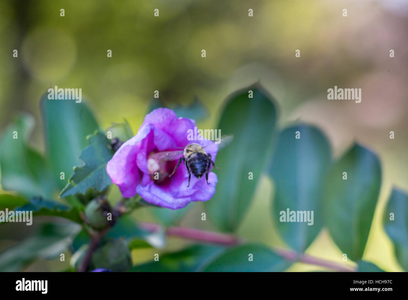 Biene im Flug über den Boden auf einer Blume lila Rose von Sharon, der nicht ist noch nicht vollständig geöffnet, mit Blättern und Bokeh highlights Stockfoto