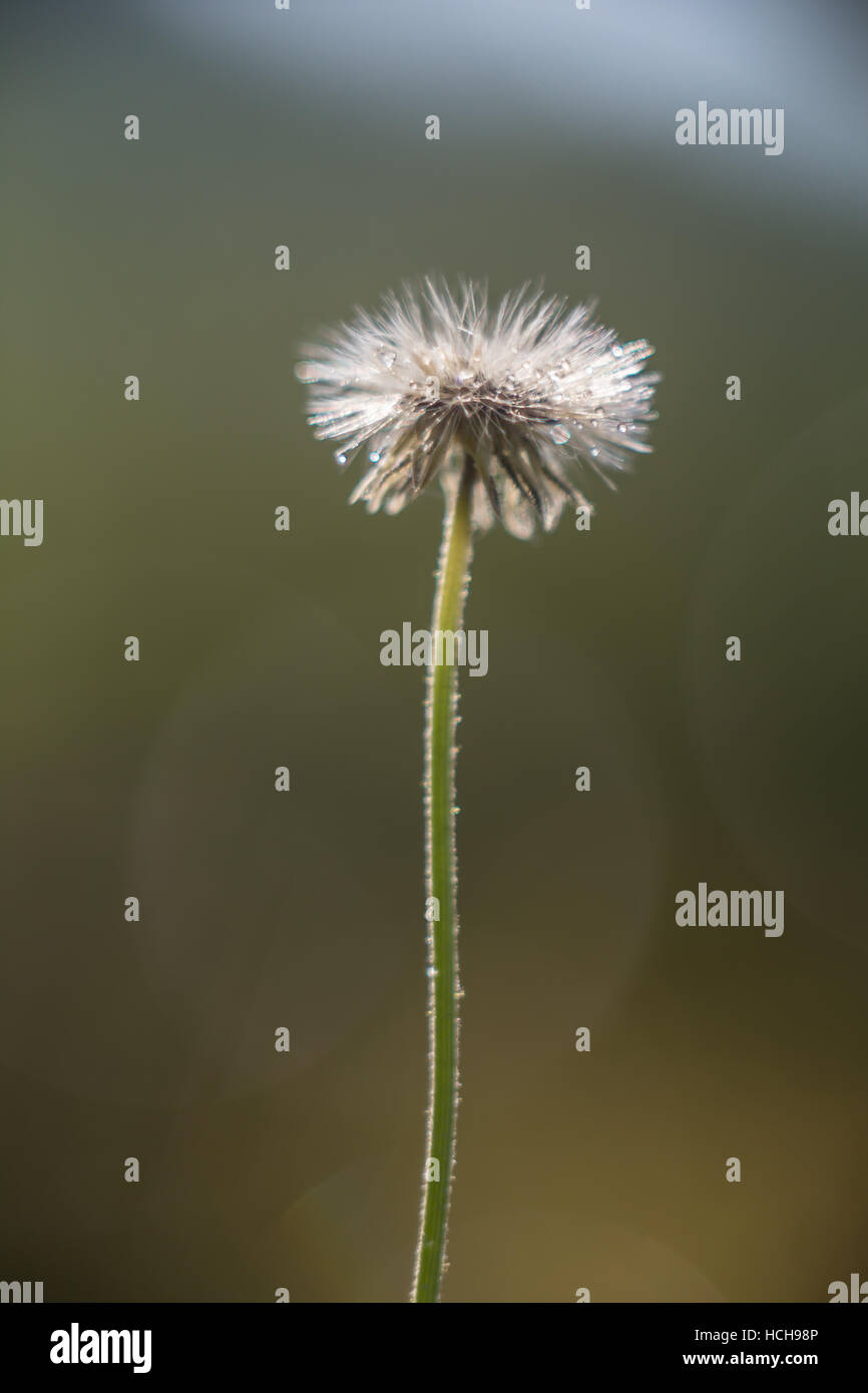 Kleine weiße Blume, die in ein Puffball mit Bokeh Highlights gesät hat Stockfoto