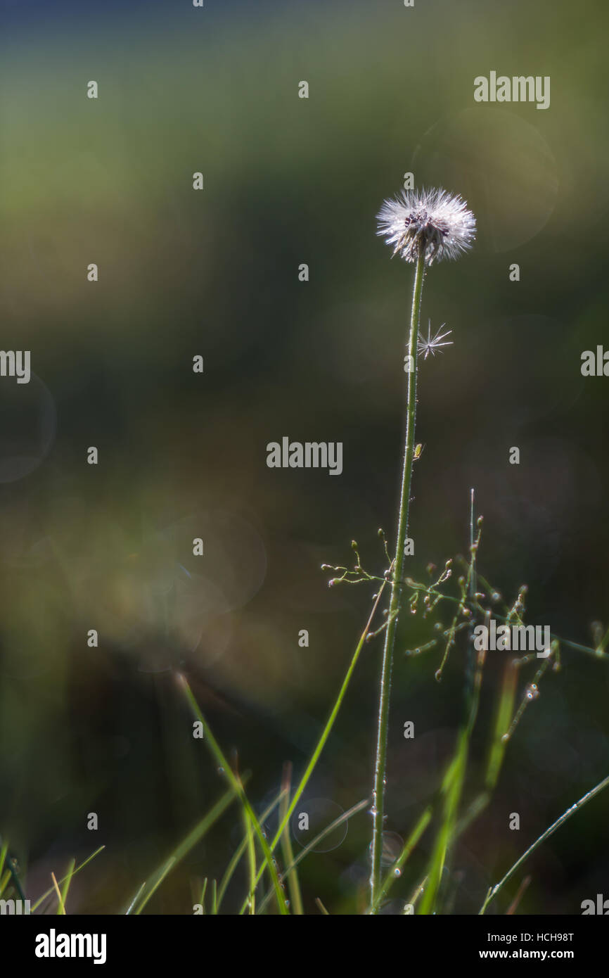 Kleine weiße Blume, die in ein Puffball mit Gras- und künstlerische Bokeh ausgesät hat, unterstreicht im Hintergrund Stockfoto