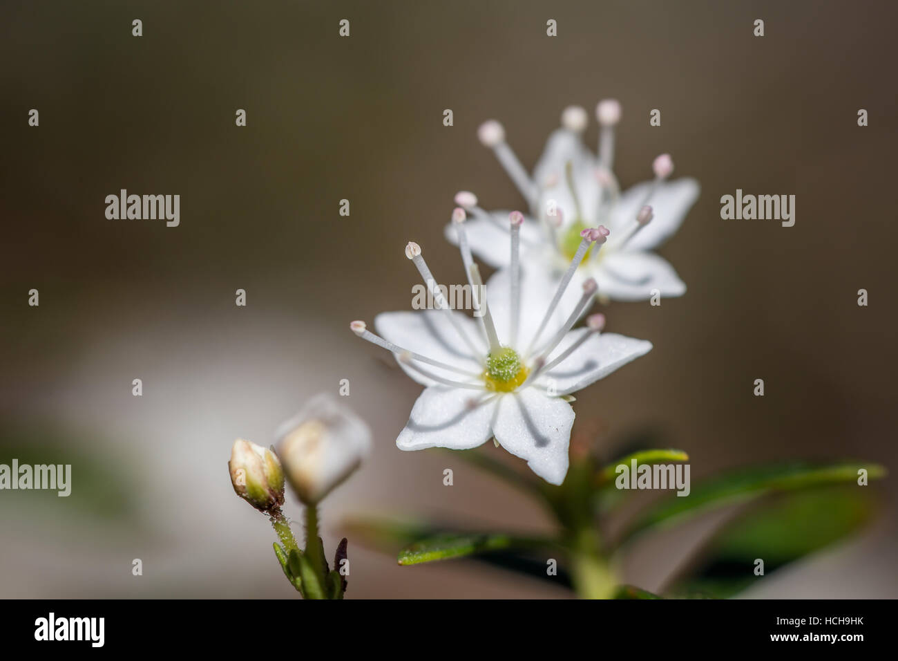 Paar kleine geöffnete weiße Blüten mit langen Staubfäden mit rosa Spitzen neben ein paar ungeöffnete Knospen Stockfoto