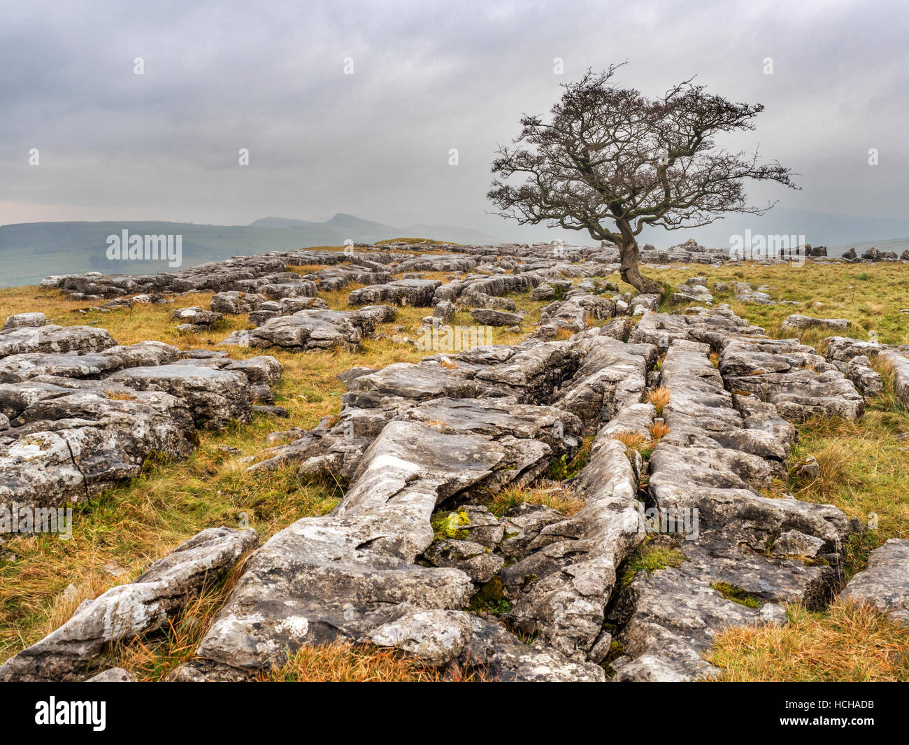 Einsamer Baum auf Kalkstein Pflaster bei Winskill Steinen in der Nähe von Stainforth Ribblesdale Yorkshire Dales England Stockfoto