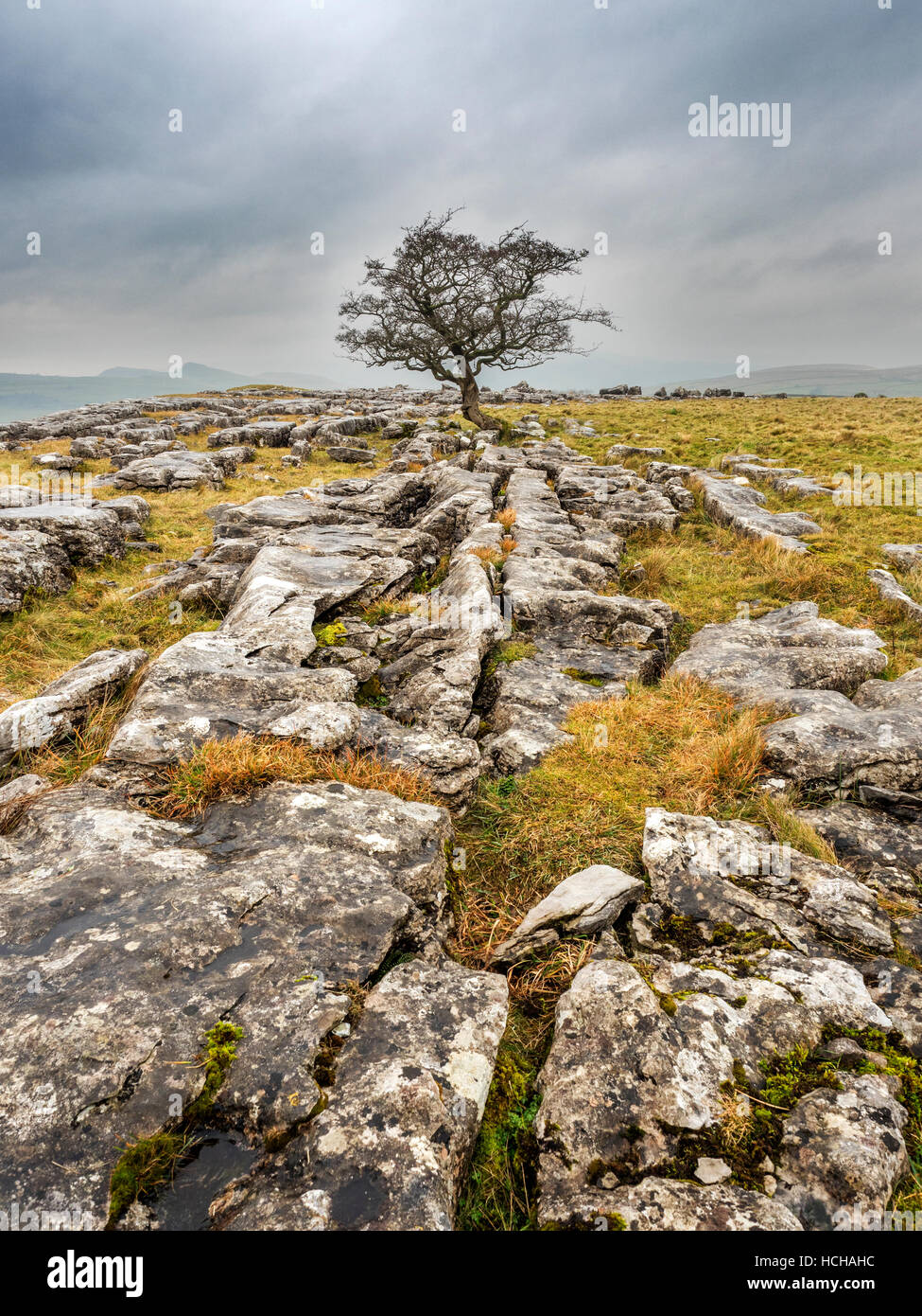 Einsamer Baum auf Kalkstein Pflaster bei Winskill Steinen in der Nähe von Stainforth Ribblesdale Yorkshire Dales England Stockfoto