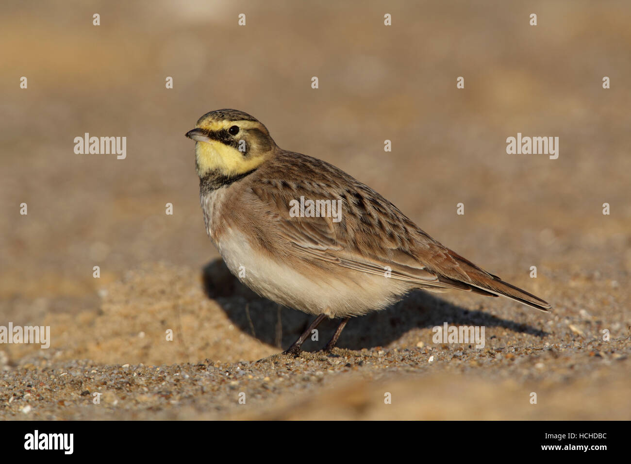 Adult Shorelark, Eremophila Alpestris Fütterung am Strand von Covehithe breite Suffolk UK Stockfoto