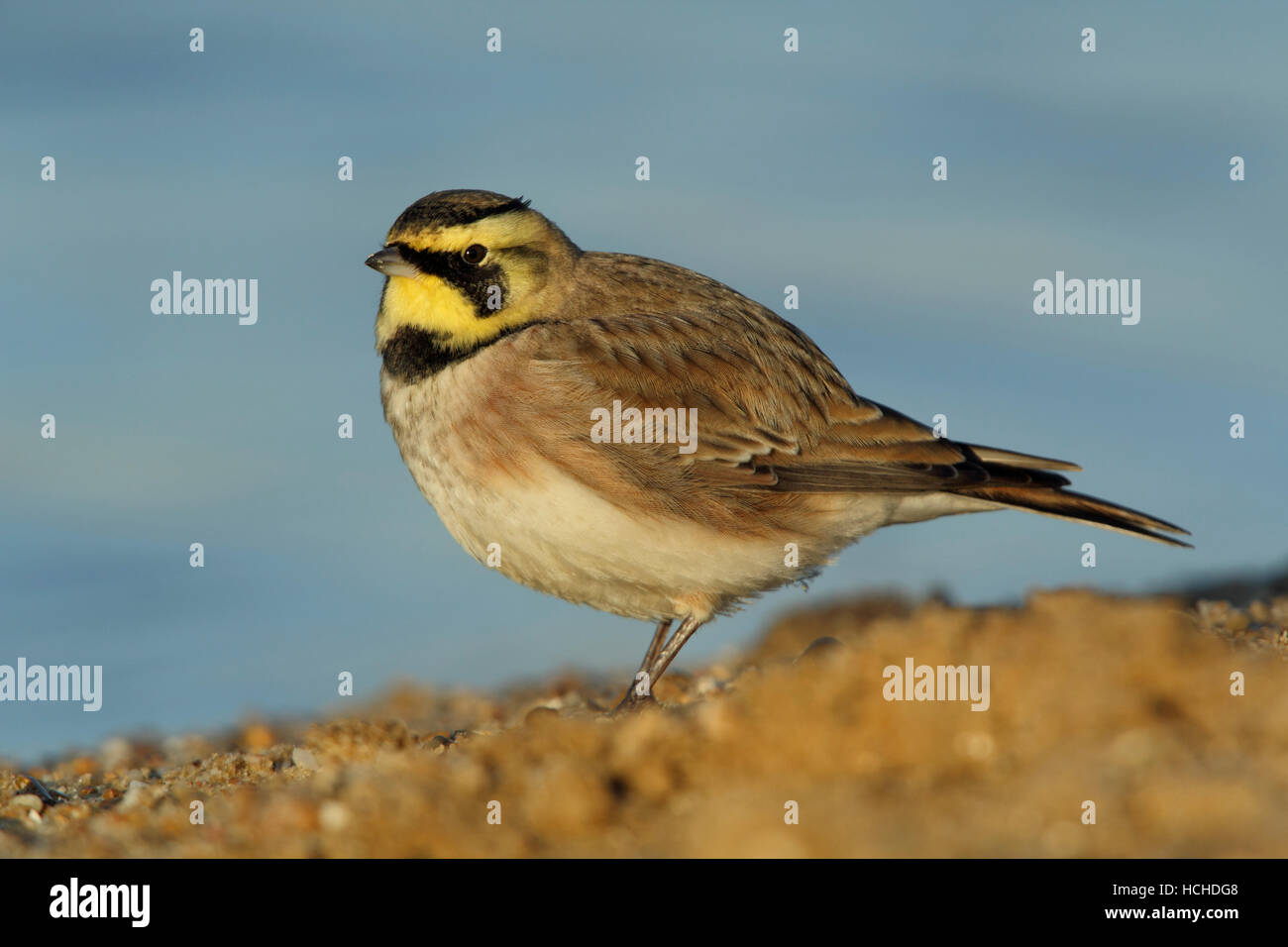 Adult Shorelark, Eremophila Alpestris Fütterung am Strand von Covehithe breite Suffolk UK Stockfoto
