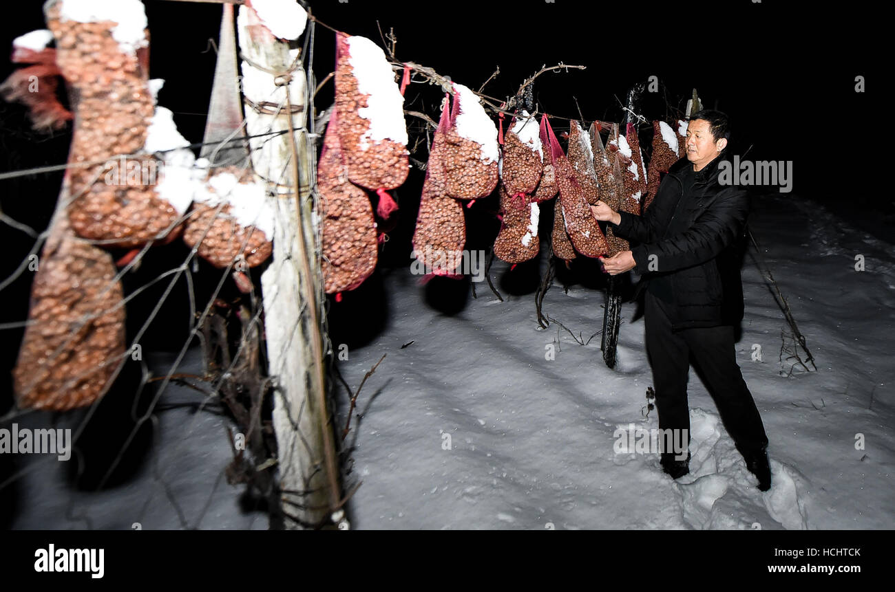 (161209)--TONGHUA, 9. Dezember 2016 (Xinhua)--Bauern Huang Jintang prüft die gefrorenen Trauben im Haozigou Dorf im Ji'an von Tonghua City, Nordost-China Provinz Jilin, 7. Dezember 2016. Als Dessertwein ist der Eiswein aus gefrorenen Trauben hergestellt. In den letzten Jahren ermutigt lokale Regierung von Ji'an der Forschung und Entwicklung der Eiswein-Industrie. Das Anbaugebiet der besondere Trauben hat 330 Hektar überschritten und lokalen Jahresproduktion von der Eiswein erreicht 500 Tonnen. Die Ji'an-Eiswein ist ein Beispiel für die chinesische Eiswein im globalen Markt geworden. (Xinhua/Wang Haofei) (zh Stockfoto