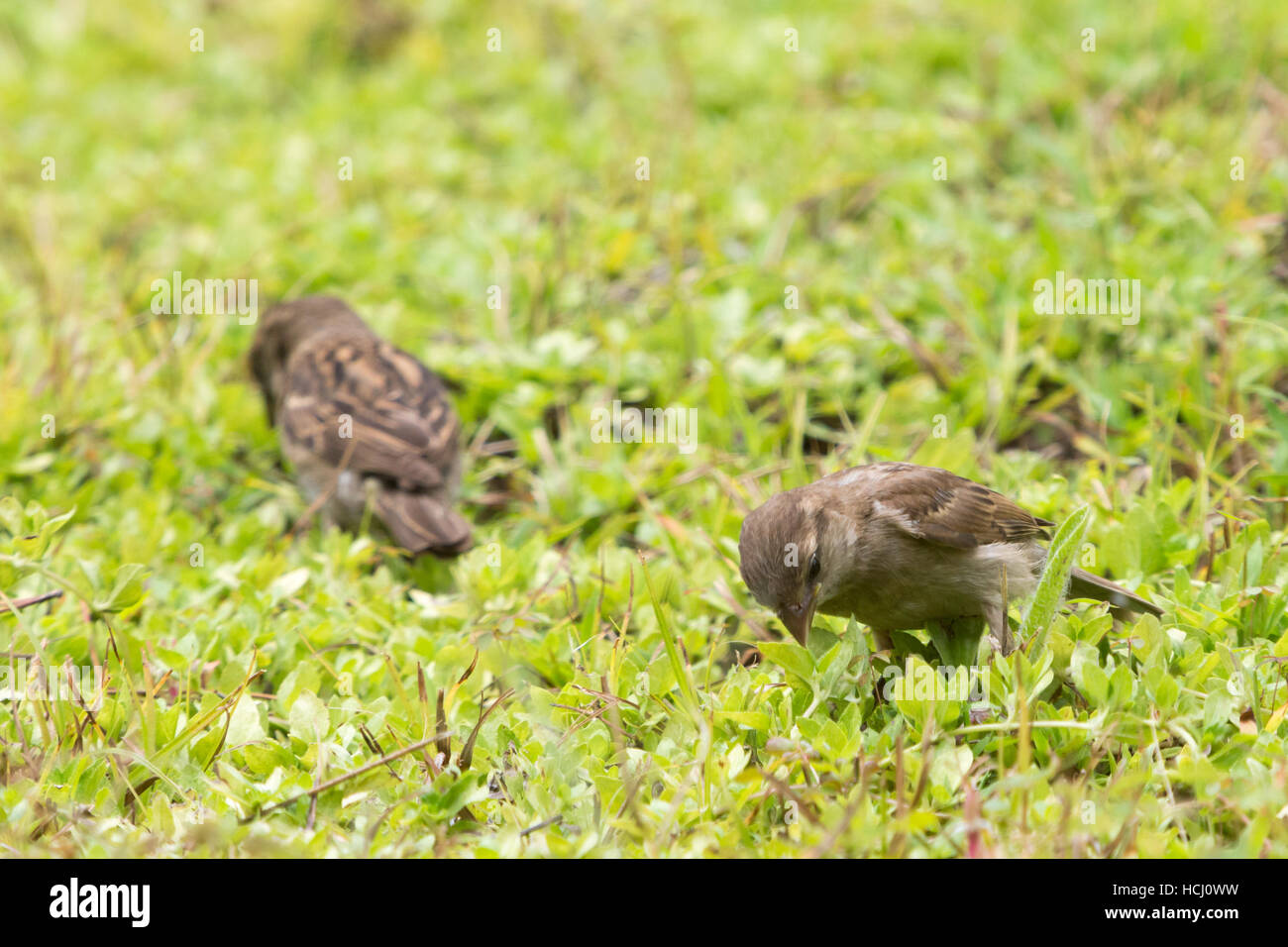 Eine weibliche Haussperling (Passer domesticus) Fütterung auf der Erde, in einem Garten, ist bei bewölkten Tag in Asuncion, Paraguay gesehen Stockfoto