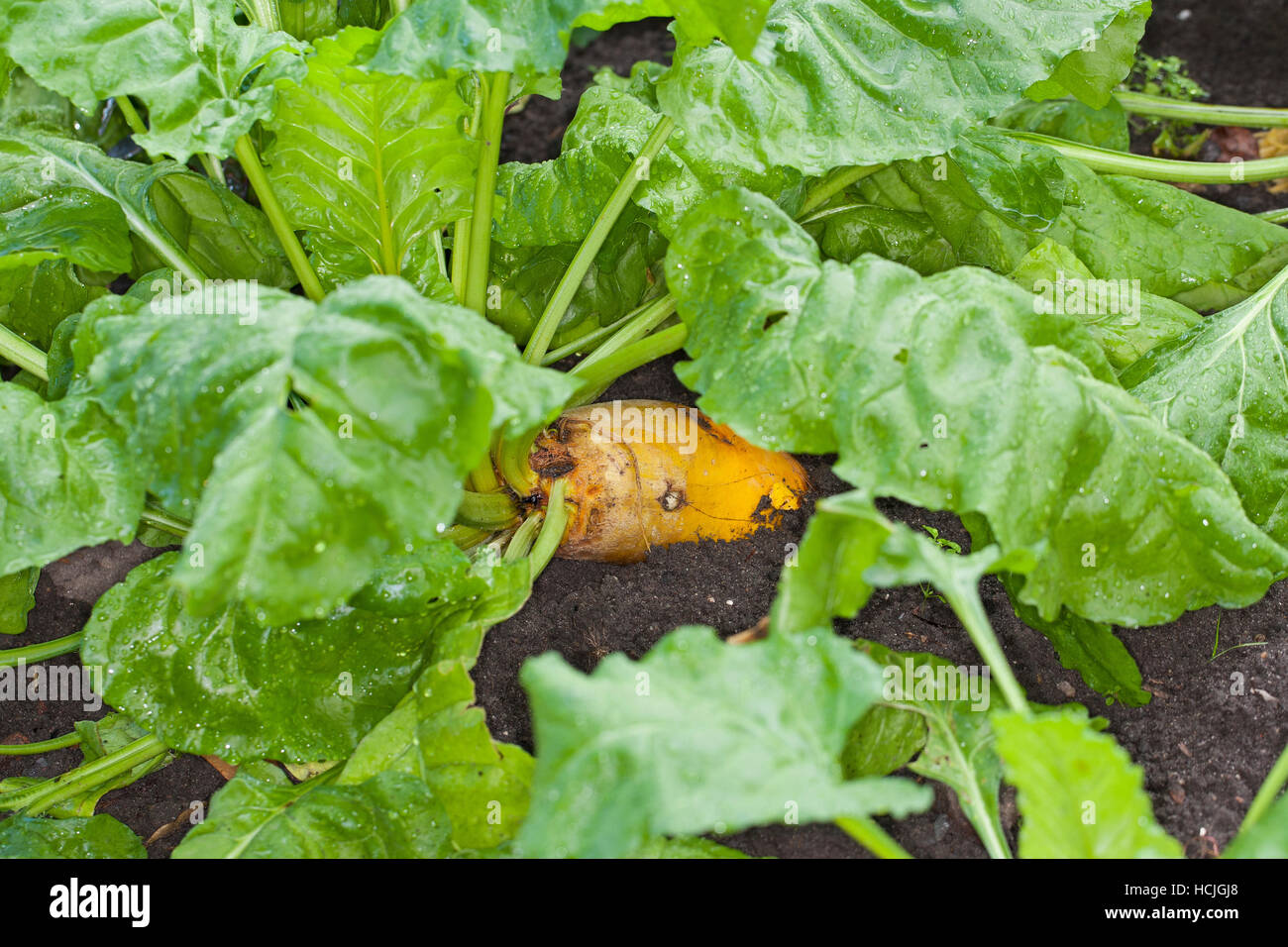 Futterrübe, Runkelrübe, Rohfütterer-gemeinsam, Runkel-gemeinsam, Runkel, gemeinsam, selbst, Beta Vulgaris Subspecies Vulgaris, Beta Vulgaris var. Rapacea, Mangelwurzel, Mangol Stockfoto