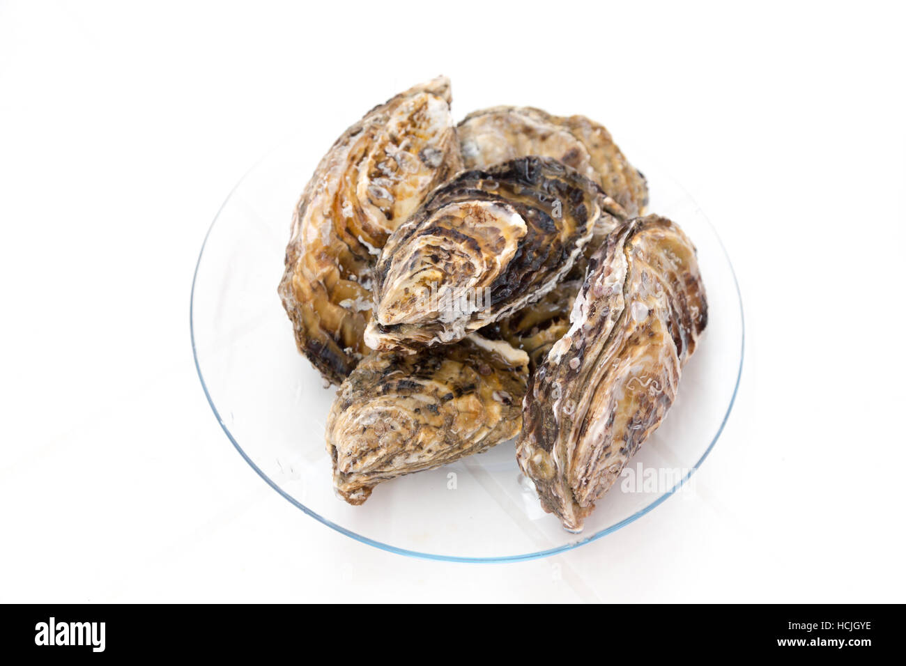 Teils gekocht geschlossen Austernschalen auf einer Glasplatte vorgestellt, weißer Hintergrund, isoliert, Santa Catarina, Brasilien Stockfoto