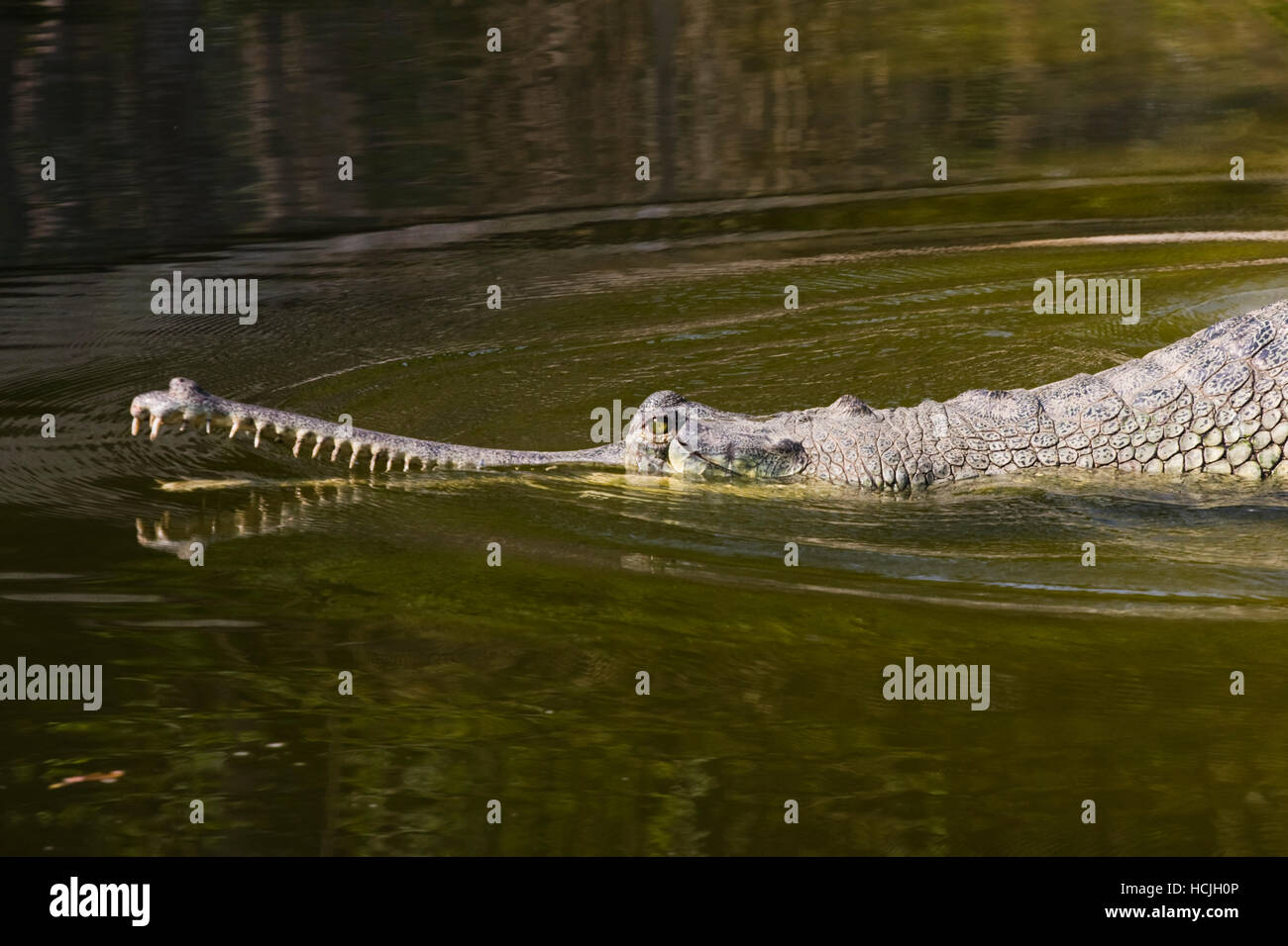 Ein Gangesgavial (Gavialis Gangeticus) schlüpft in einen Pool im Gharial Krokodil Breeding Center in Royal Chitwan Nationalpark, Nepal. Der Gangesgavial ist eine vom Aussterben bedrohten Arten. Eine kleine wilde Population ist im Park, vor allem dank c langsam erholt. Stockfoto