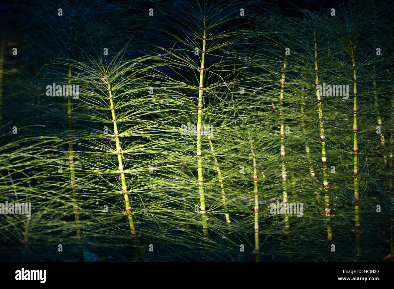 Eine Welle des Lichtes schlägt Schachtelhalme (Equisetum sp) im Washington Park Arboretum in Seattle, Washington. Stadtpark, ein lebendiges Museum nach Hause zu mehr als 20.000 Pflanzenarten aus der ganzen Welt, feiert seinen 75. Geburtstag dieses Jahr. Stockfoto