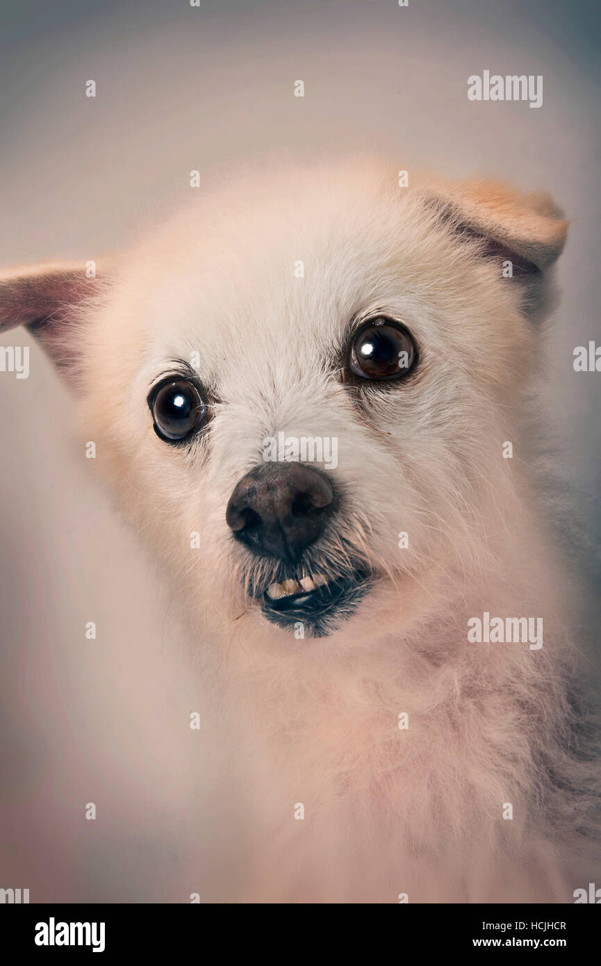 Eine Mischling weiße lockige Hund Grimassen während einer Porträt-Sitzung. Stockfoto