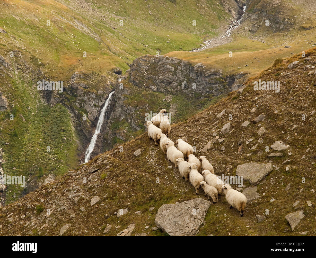 Eine Herde Bergschafe sind aufsteigend einen Pfad in der abgelegenen Nanz-Tal in den Walliser Alpen. Im Hintergrund ein kleiner Gebirgsbach und Wasserfall. Stockfoto