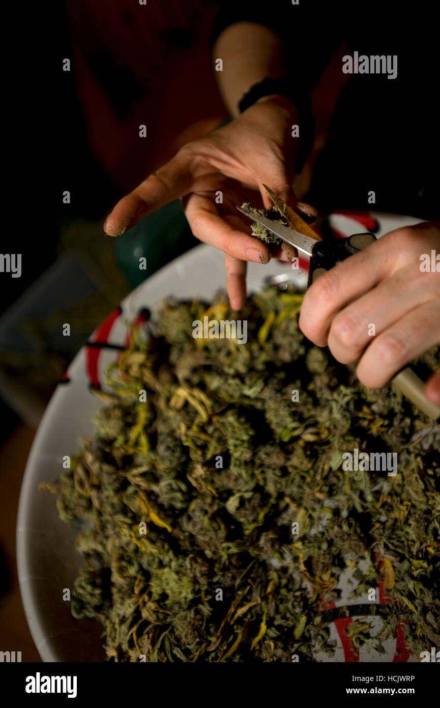 Harz beschichtet Hände clip medizinisches Marihuana in Nordkalifornien am 04.04.2010 Stockfoto
