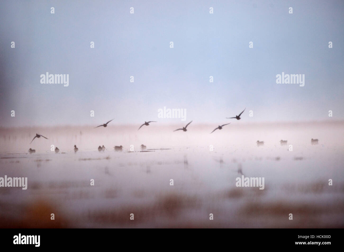 Enten fliegen in Nord-Kalifornien Tule Lake National Wildlife Refuge während der Herbst-Migration entlang der Pazifik Zugstraße am 5. November 2009. Die Pazifische Zugstraße ist eine wichtige Nord-Süd Route des Reisens für Zugvögel auf dem amerikanischen Kontinent erstreckt sich von Alaska bis Patagonien. Jedes Jahr Reisen Zugvögel einiger oder aller dieser Abstand im Frühjahr und im Herbst, folgende Nahrungsquellen, Überschrift zu Brutplätzen, oder auf Reisen nach überwinternden Websites. Tule See ist eine wichtige Stop-Over Punkt für viele Zugvögel. Stockfoto