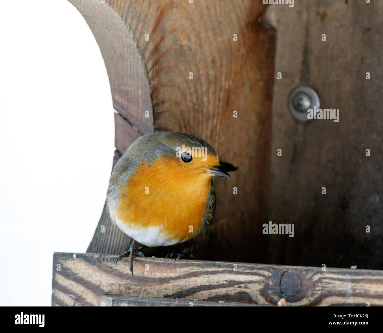 Robin (Erithacus Rubecula) in der Natur. Stockfoto
