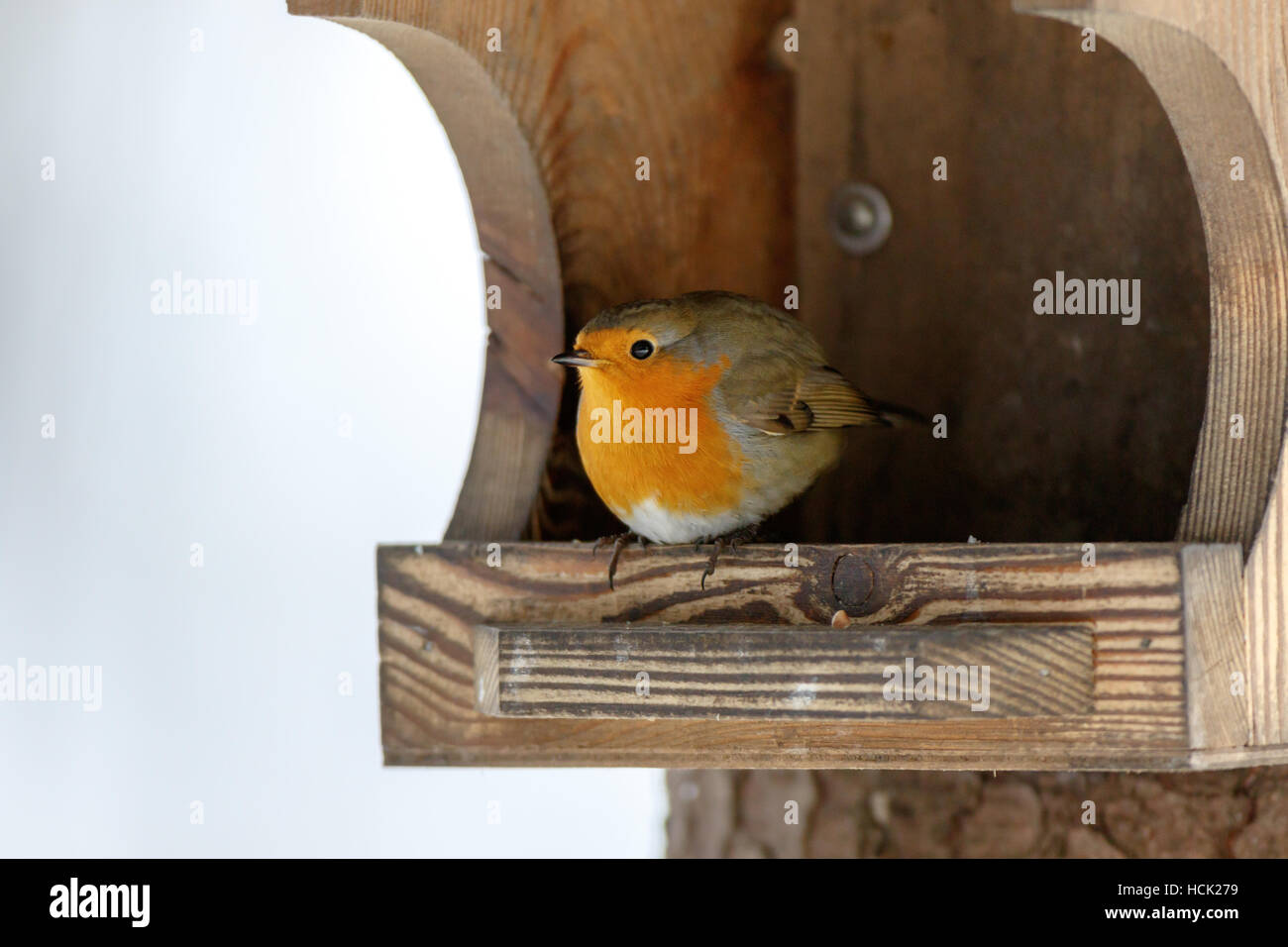 Robin (Erithacus Rubecula) in der Natur. Stockfoto