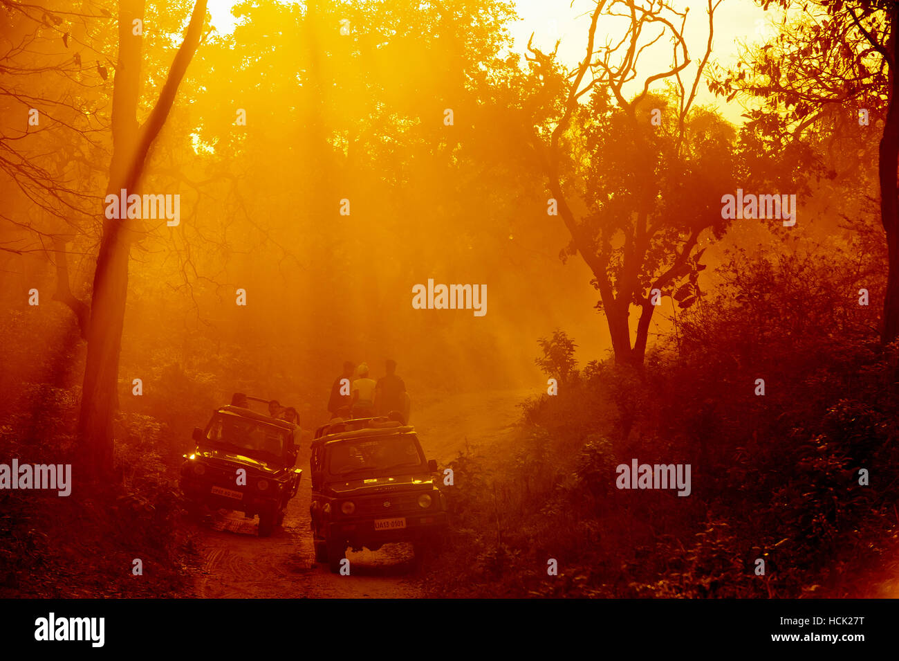 Touristen auf Safari-Jeeps warten auf einen Tiger Sichtung bei Sonnenuntergang im Corbett National Park, Uttarakhand, Indien Stockfoto