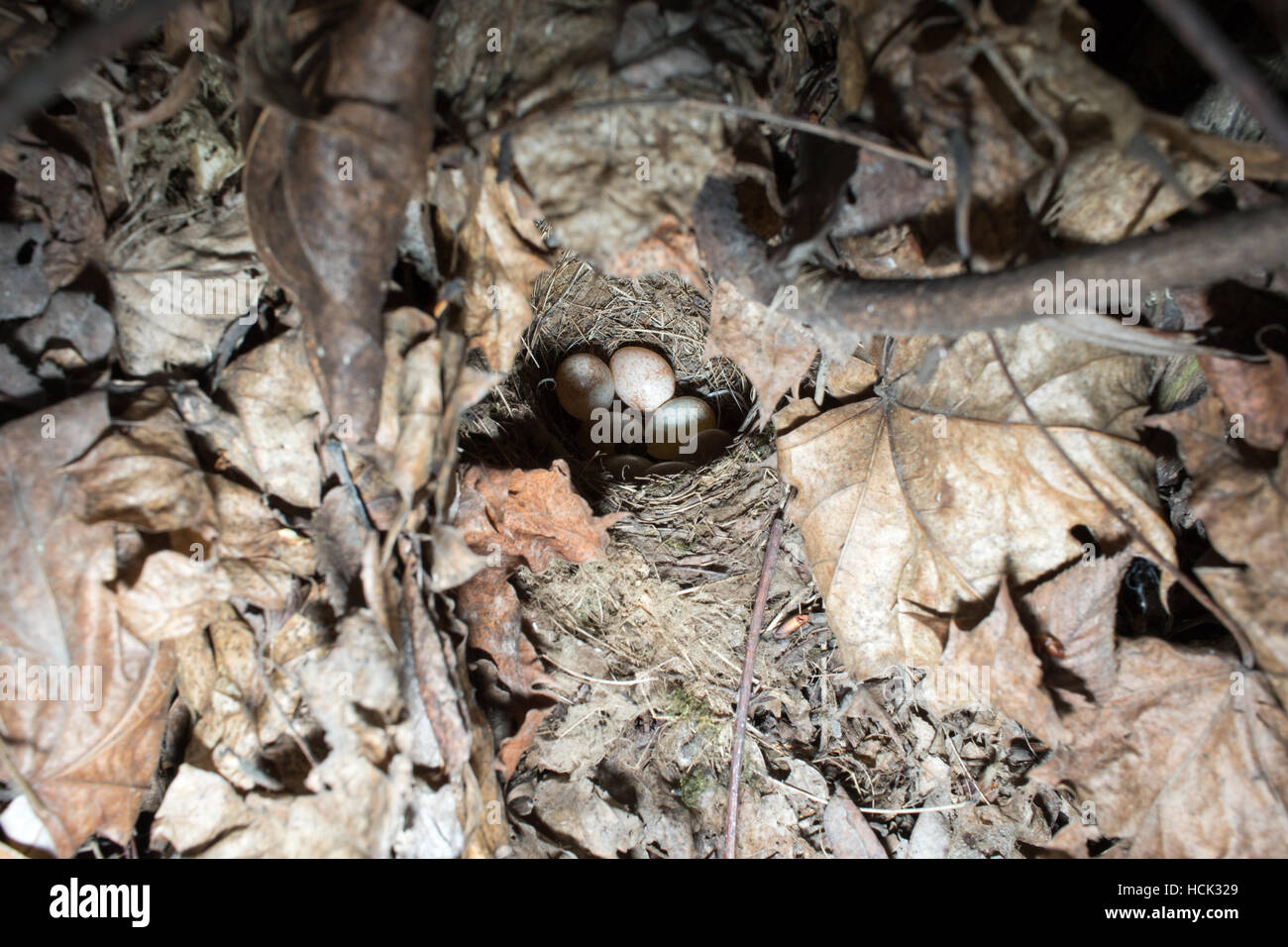 Erithacus Rubecula. Das Nest von Robin in der Natur. Stockfoto