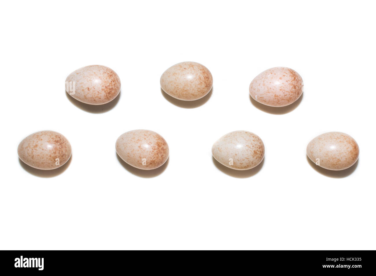 Erithacus Rubecula. Den Eiern des Rotkehlchens vor weißem Hintergrund isoliert. Stockfoto