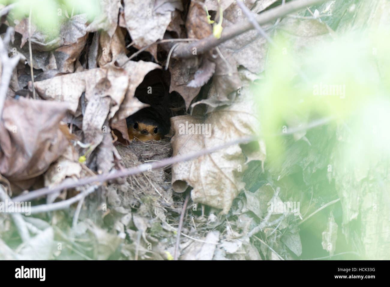 Erithacus Rubecula. Das Nest von Robin in der Natur. Stockfoto