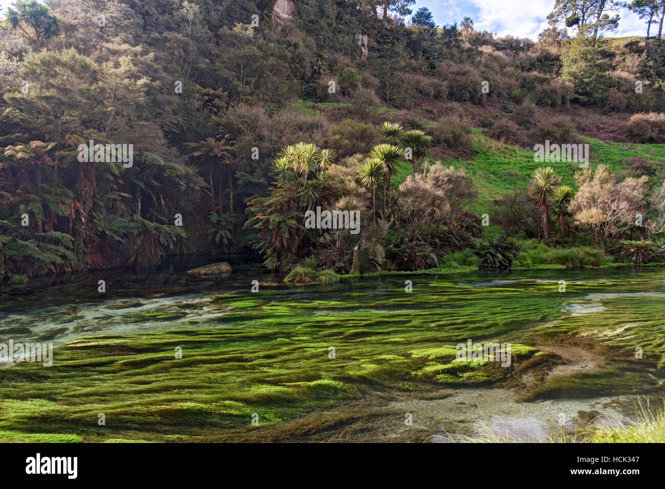 Blaue Feder; Putururu, Neuseeland Stockfoto