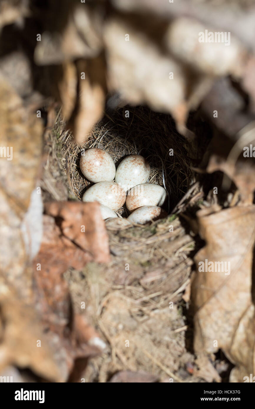 Erithacus Rubecula. Das Nest von Robin in der Natur. Stockfoto