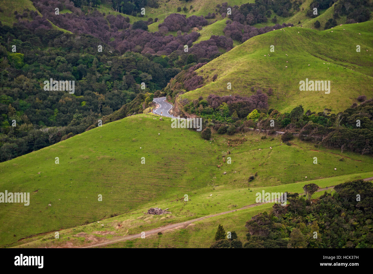 Halbinsel Coromandel, Neuseeland Stockfoto
