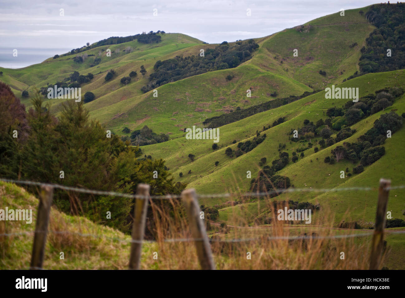 Halbinsel Coromandel, Neuseeland Stockfoto