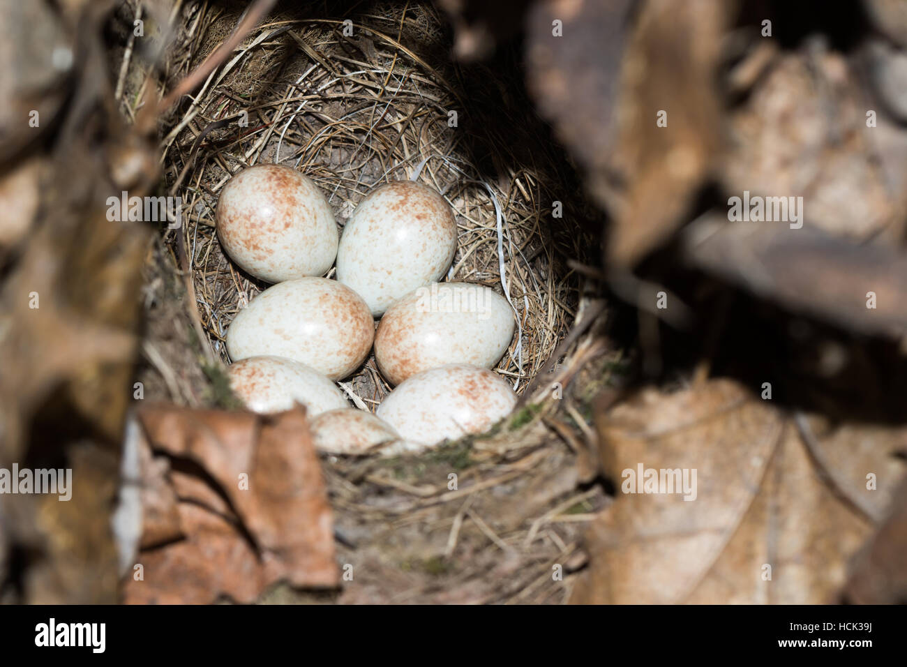 Erithacus Rubecula. Das Nest von Robin in der Natur. Stockfoto