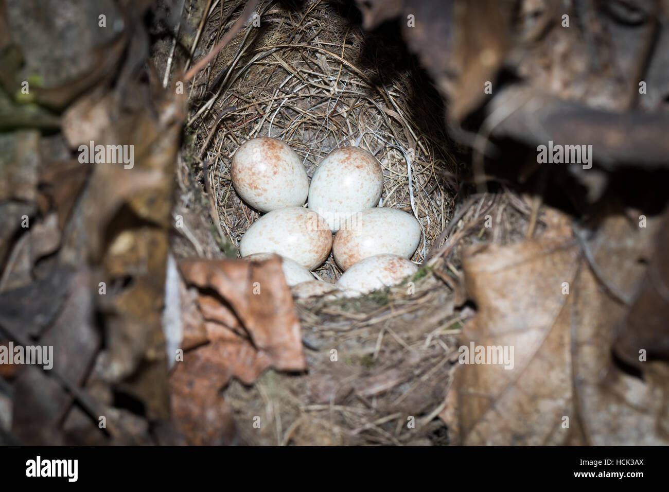 Erithacus Rubecula. Das Nest von Robin in der Natur. Stockfoto