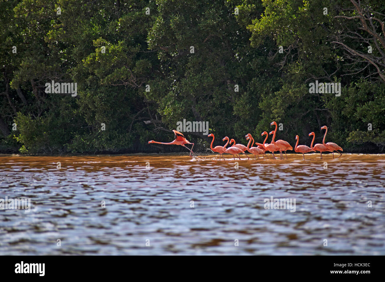 Flamingos in Celestun Biosphäre-Reserve, Mexiko Stockfoto