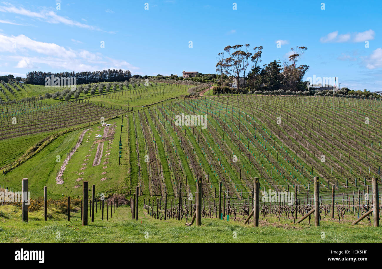 Ein Weinberg auf Waiheke Island, Neuseeland Stockfoto