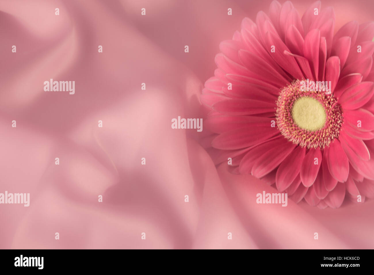 Eine Gerbera Blume auf einem Hintergrund aus Seide Farbe Stoff Stockfoto