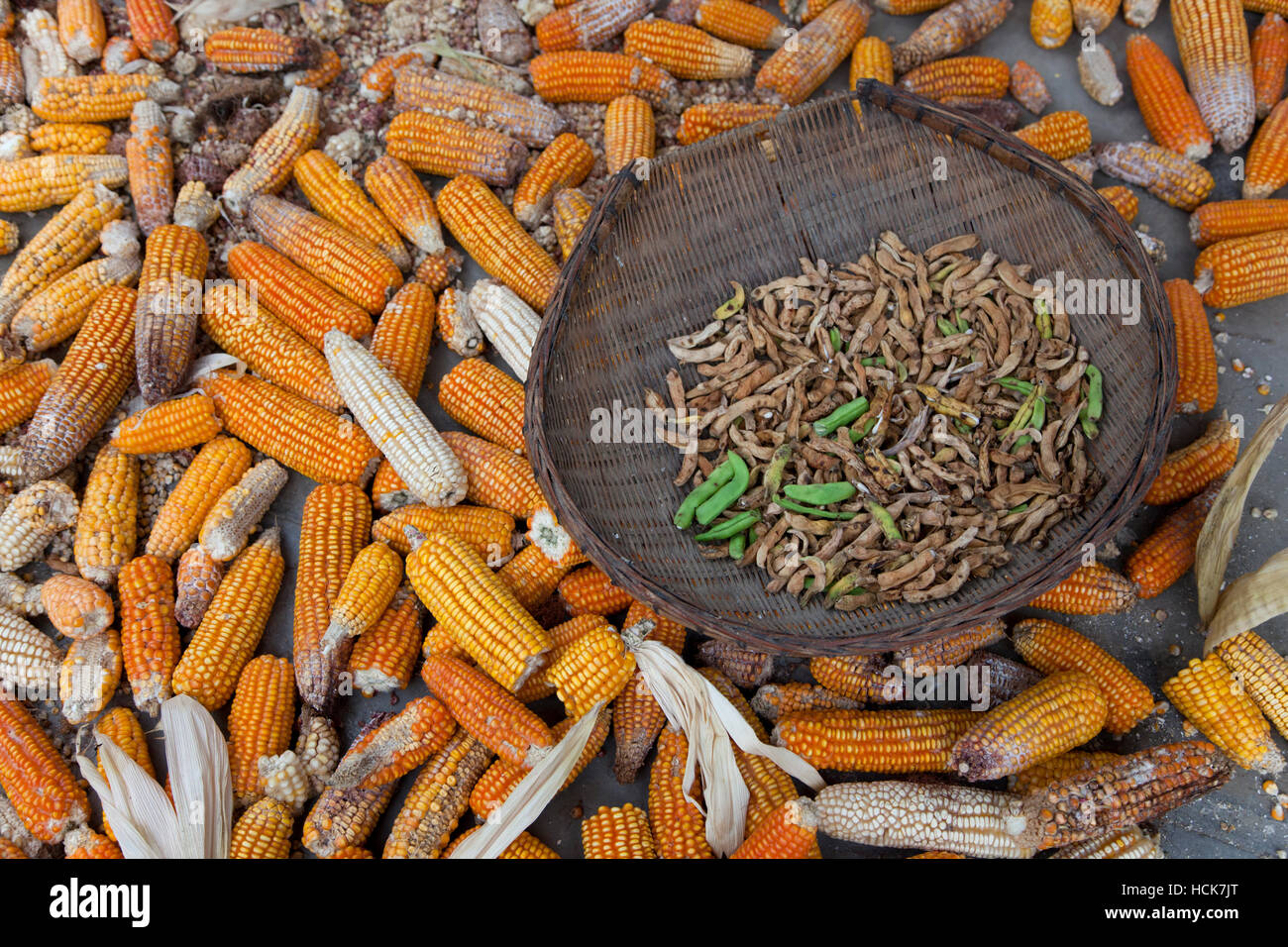 Getrocknete Bündel von verdorbenen Mais und Soja-Bohne Hülsen verstreut auf dem Boden in der Garage eines Bauernhauses in einer landwirtschaftlichen Dorf im Südwesten Chinas. Stockfoto