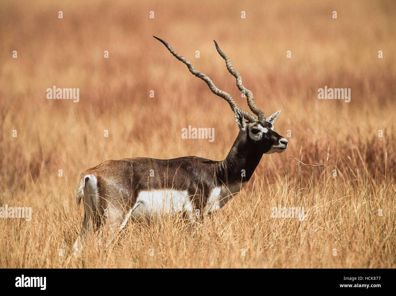 Indische Blackbuck, (magische Cervicapra), Männchen auf Grünland Prärie, Blackbuck Nationalpark, Velavadar, Gujarat, Indien Stockfoto