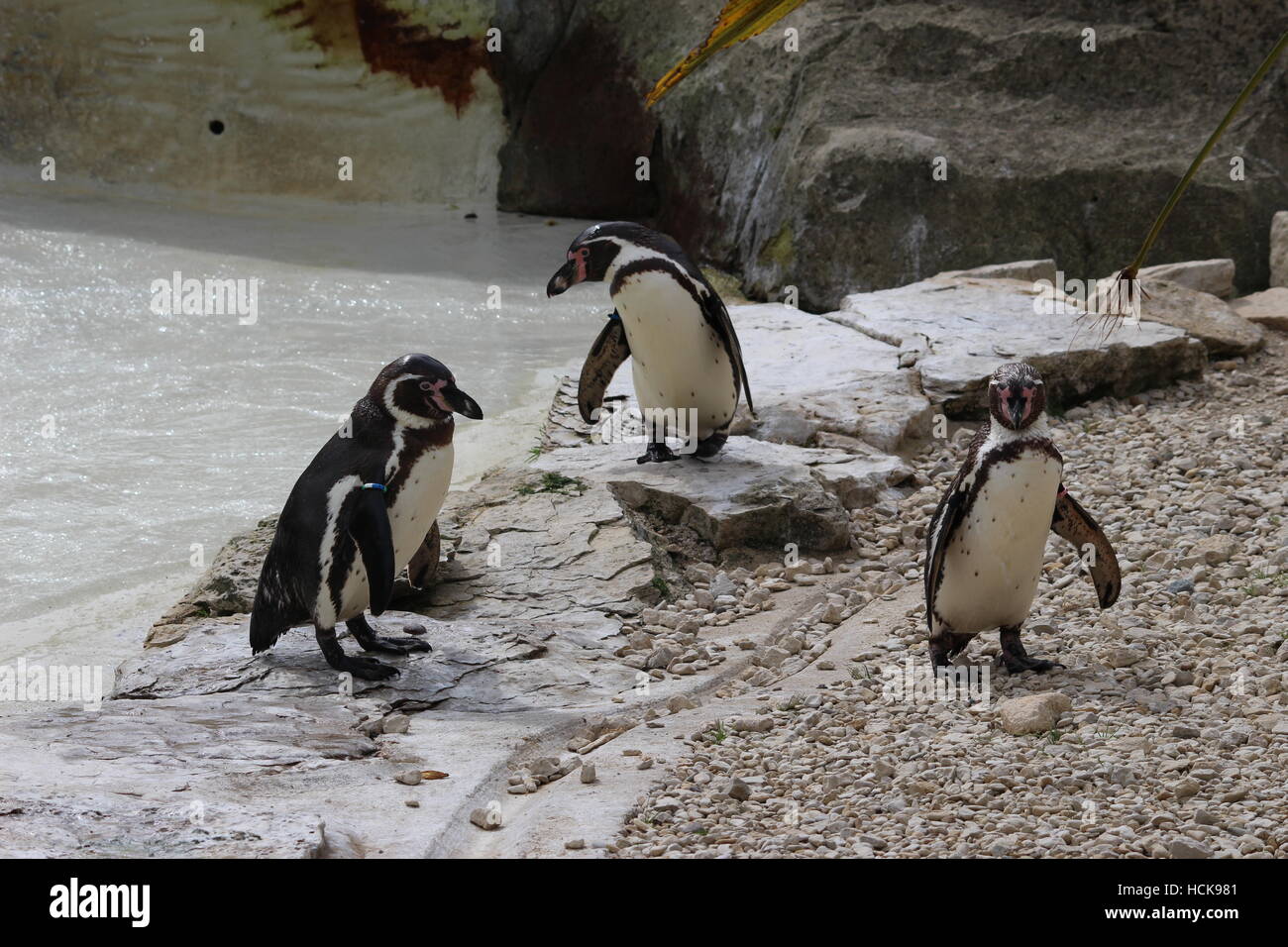Humboldt-Spheniscus Humboldti Pinguine Pinguin Freunde Kolonie gesellig zu Fuß volle Körperlänge verspielt Stockfoto